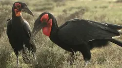 Visuel de Ces oiseaux qui ont choisi de ne plus voler