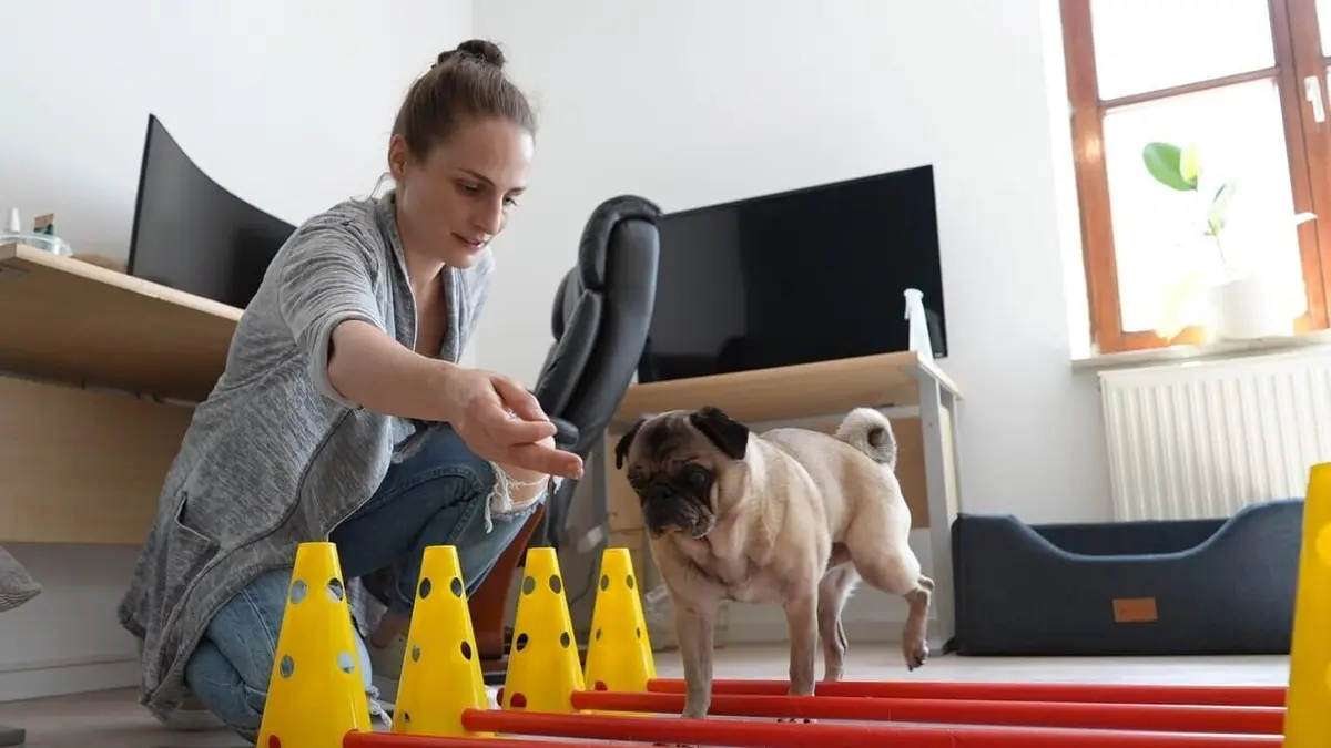 Ces toutous victimes de la mode