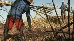 Visuel de Cette terre qui nourrit les machines