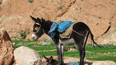 Le 4x4 berbère, l'âne du Maroc