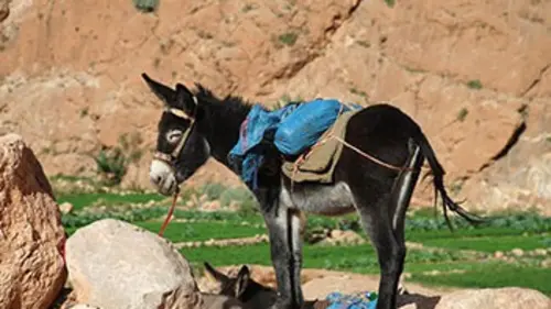 Chacun cherche son âne