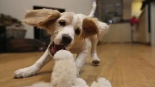 Chacun cherche son chien S01E02 Au pied