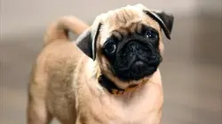 Chacun cherche son chien S01E03 Faire le bon choix