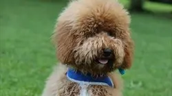 Visuel de Chacun cherche son chien