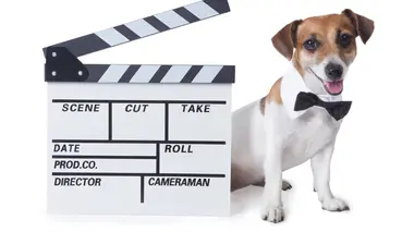Chacun cherche son chien S01E01 Bienvenue à la maison