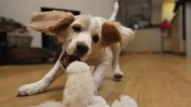 Chacun cherche son chien S01E02 Au pied