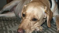 Visuel de Chacun son chien