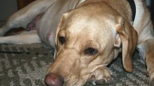 Chacun son chien