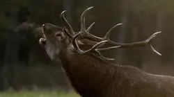 Chambord, quatre saisons