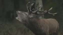Chambord, quatre saisons