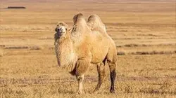 Visuel de Chameaux givrés