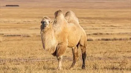 Casting Chameaux givrés E03