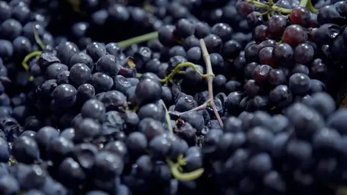 Champagne, l'envers d'un terroir