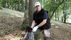 Champignons des Carpates : Quand la nature est source de commerce