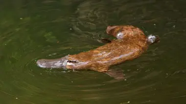 Les rivières australiennes