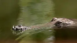 Champion de la survie L'océan bleu