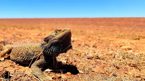 Champion de la survie Dans la forêt tropicale