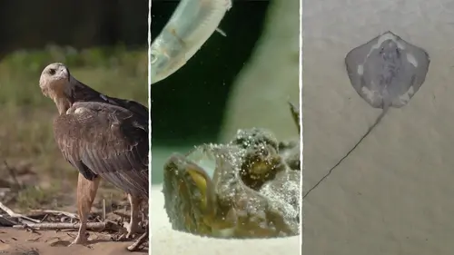 Champion de la survie Les créatures des zones côtières