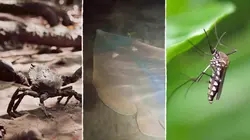 Champion de la survie La boue des mangroves