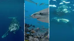 Champion de la survie L'océan bleu