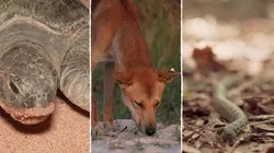 Champion de la survie  Les naufrages des îles