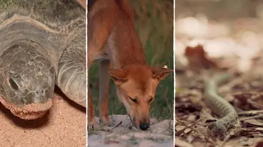 Les naufrages des îles