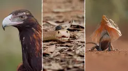 Champion de la survie Dans la brousse australienne