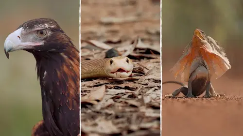 Champion de la survie Les survivants de la savane