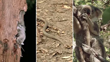 Dans les forêts d'Australie