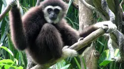 Chanee, l'ange des gibbons