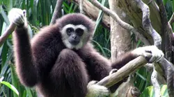 Chanee, l'ange des gibbons