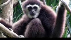 Chanee, l'ange des gibbons