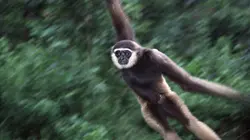 Chanee, l'ange des gibbons