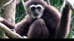 Chanee, l'ange des gibbons