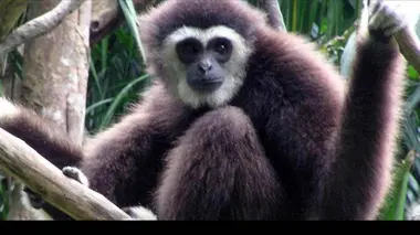 Chanee, l'ange des gibbons E01