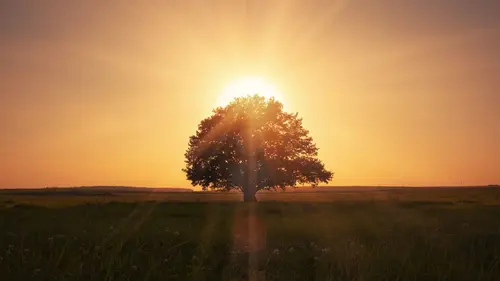 Chaque arbre compte !