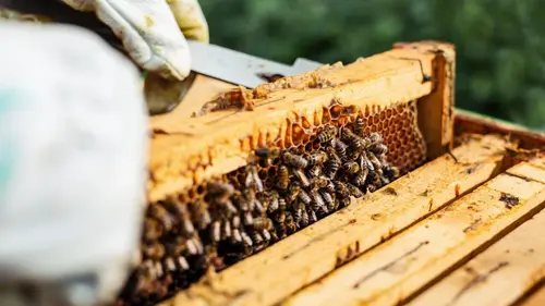 Charlie Bee Company Le miel coule à flots