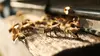 La reproduction des abeilles