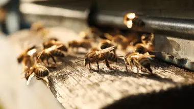 La reproduction des abeilles