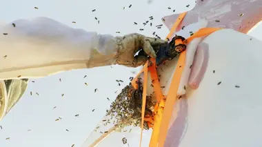 Le business des abeilles