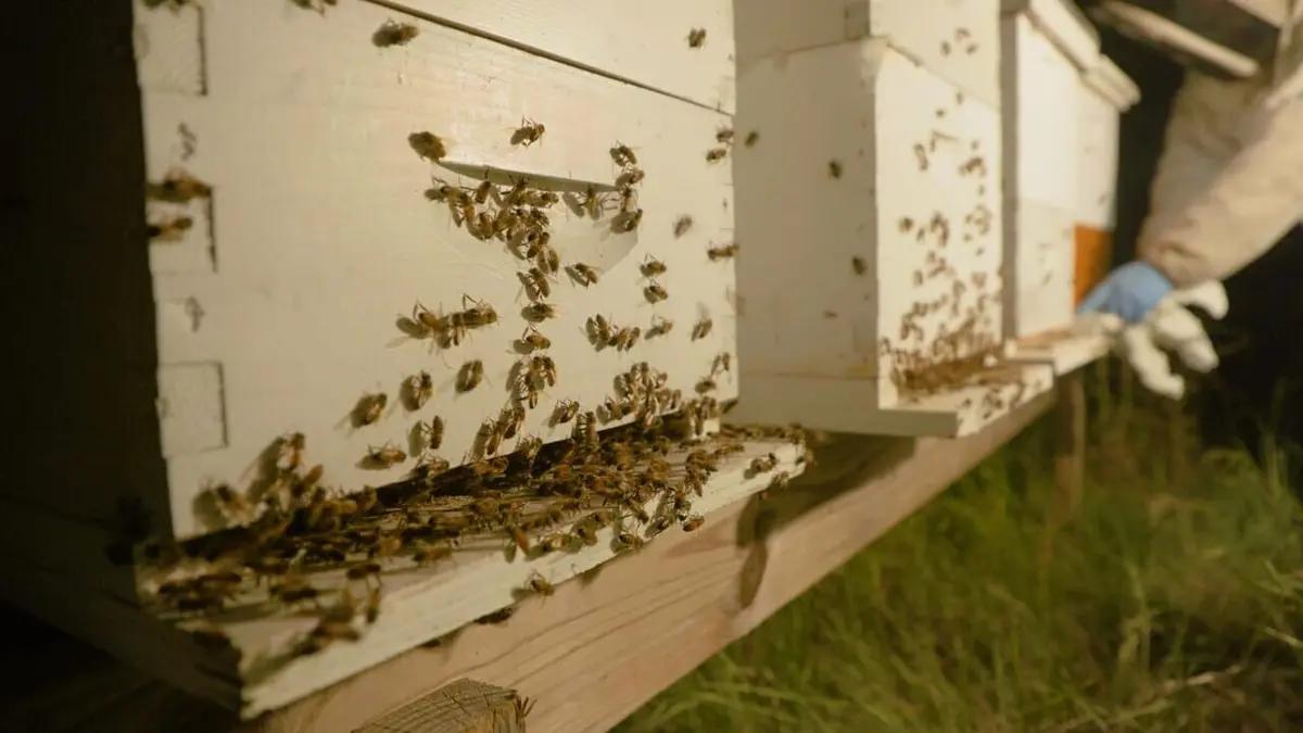 Charlie Bee Company Plus de ruches !