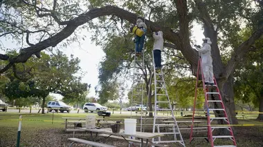 Des abeilles en bonne santé