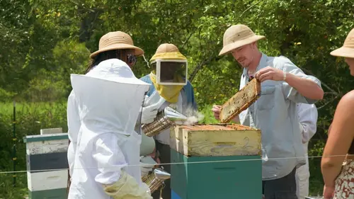 Charlie Bee Company Conseil d'apiculteur