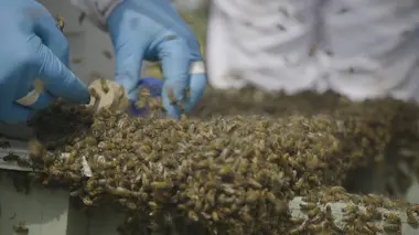 Charlie Bee Company Dans les coulisses de Bee Weaver