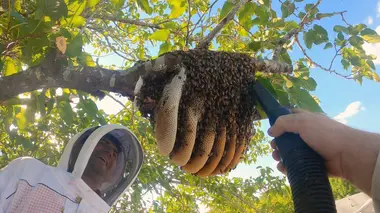 Charlie Bee Company Précieux nectar