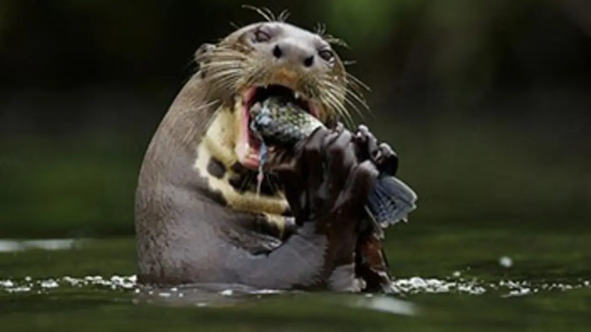 Charlie et les loutres d'Amazonie