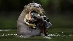 Visuel de Charlie et les loutres d'Amazonie