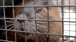 Chasse au ragondin : Une espèce qui menace les digues