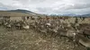 2020 • Chasse en Laponie : les Samis face à l'Etat suédois