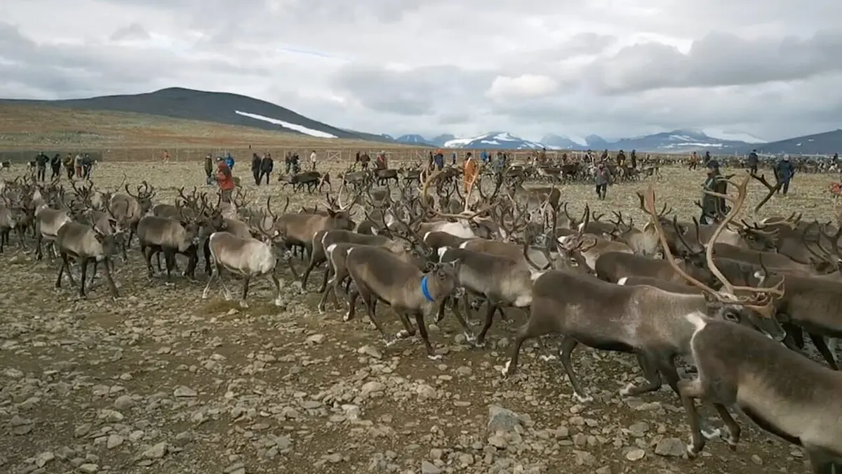 Chasse en Laponie : les Samis face à l'Etat suédois